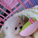 우리 까칠왕만두입니다~
