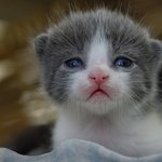 난쟁아 <b>보고</b><b>시</b>뽀..