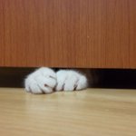 난쟁이 <b>통통</b>한 손 보고싶다