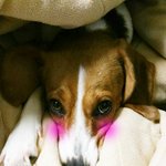 악마아닌 악마같은 천사견 비글 <b>밀크</b>입니다