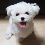 [강아지] 2살 말티즈 둥이를 소개합니다