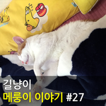 [메룽이<b>집사</b>] 길냥이 메룽이 이야기 #27