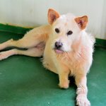 [유기<b>견</b>] [해피빈] 한쪽 다리를 잃고 입양을 꿈꾸는 예지