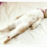 난쟁아 <b>자니</b>?