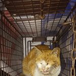 [고양이] 치주염으로 고생하다 구조된 치즈냥 순둥이를 살뜰히 보살펴주실...