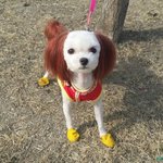 [강아지] 말티즈 둥이 2