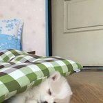 애기때 <b>호두</b> <b>호두</b>.ㅋㅋ