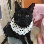 고양이 <b>품종</b>이 궁금해요!!