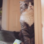 [고양이] 삼년 반려 생활-후기편-