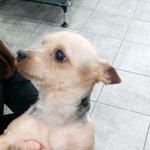 강아지 잃어버리신분들 임보중이신 분들꼭 읽어주세요!!!!!!!!...