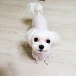 [강아지] 말티즈 둥이 3탄