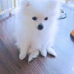 [강아지] 강아지키우는분들