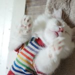 [귀여운동물] 폴리와 <b>젤리</b>의 합작품 '오냥이' 눈뜨다. 심쿵주의