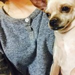 <b>투턱</b> 생성한 고양이와 강아지