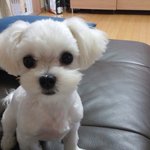[강아지] 사람같은 말티즈~~