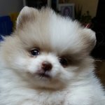 [강아지] 땅콩이 <b>견</b>생 첫목욕~!!