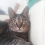 [고양이] 고양이언니오빠, 사람동생 린