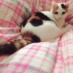 [고양이] 퐁타와 아이들