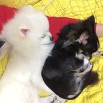 [강아지] 장모 치와와&amp;포메.쿨쿨<b>zZZ</b>(2탄)