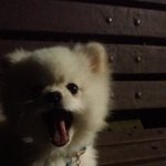 #아톰  귀여운 포메이야기