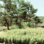 [EXO] 댓글 많이 달린거 지금 봤다  저 엑소라면 있는 가게는