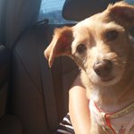 나 똥개기르는데 애들이 자꾸 놀려ㅠㅠ