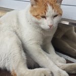 우리 학교 <b>앞</b> 길냥이 (사진 <b>내</b>가 찍음)