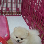 [강아지] <b>덕선</b>이엄마첫번째일기 #포메