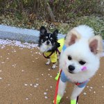 [강아지] 장모치와와&amp;포메.산책이 좋아(3탄)