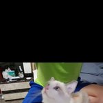 감문이 문식  냥이들의  두번째<b>산책</b>