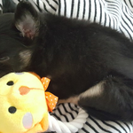 [강아지] <b>생후</b> 2개월 치와와 우리탄이 도와주세요..