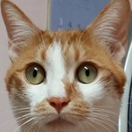 나의 동거남 도칠이 동공,, 그리고,.