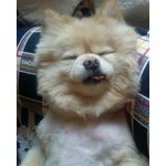 강아지 <b>꿀잠</b> 자는 모습들