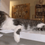 고양이들의 <b>앞발</b> 사용법