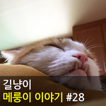 [메룽이집사] 길냥이 메룽이 이야기 #28