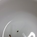 진상을 부르는 <b>매</b>1유업
