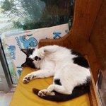 [고양이] 추가..대 실망