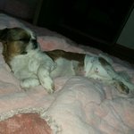 잠꾸러기 만복순