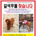 [찾아주세요] 의정부 <b>갈색</b>푸들 찾습니다.