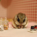 [하늘다람쥐] 1편. 식사하는 그녀의 자세, 하늘다람쥐 뭉실이!...