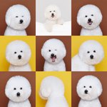 [강아지] 대갈장군 <b>비숑</b>프리제 매력에 빠지러~ *세살 생일파티사진...