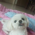 추가)집에서 미용했어요..ㅠㅠ