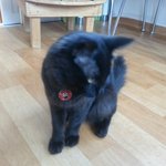 [고양이] 콩이를 소개합니당~~^^
