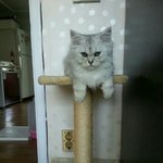 [고양이] 냥판 )<b>보리</b>탱이