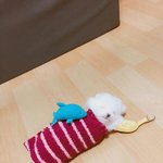 [EXO] <b>이</b> <b>강아지</b> 종 뭘까