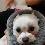 [강아지] 우리강쥐를소개합니다