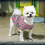 [강아지] [<b>포메</b>] 흰자 곰인듯 여우인듯 개같은 너,,