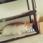 [고양이] 길냥이에서 집고양이로~~