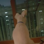사람인척하는 <b>개님</b> 3