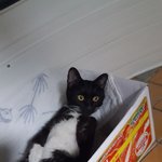 [고양이] 고양이도움주실분 안계신가요?